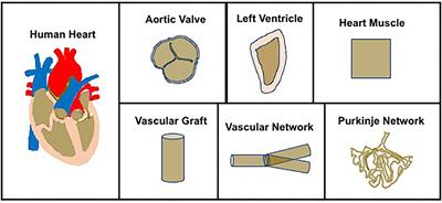 Current State of the Art in Ventricle Tissue Engineering